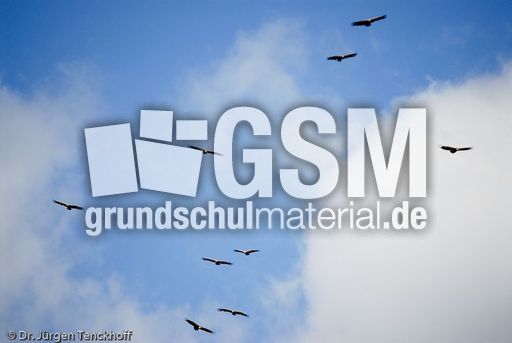 Mönchsgeier (9 von 9).jpg